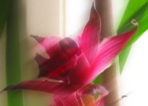 orchidee